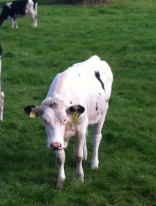 il y a même des vaches (elle aime pas trop les photos celle ci )